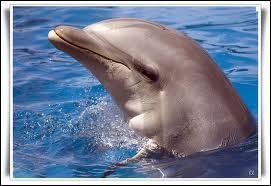 Comment s'crit le nom du petit du dauphin ?