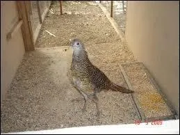 Comment s'crit le nom du petit du faisan ?