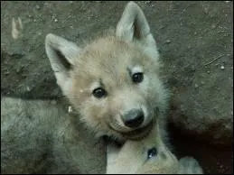 Comment s'crit le nom du petit du loup ?