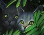 Qui sont ces deux braves chats unis par leur diffrence par rapport aux autres (ne pas se fier  la couleur des yeux) ?