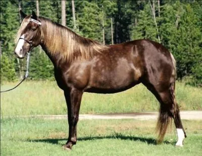 Quelle est cette race de cheval ?