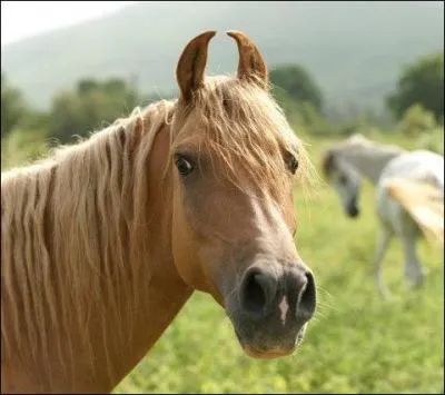 Et celle l vous la connaissez :