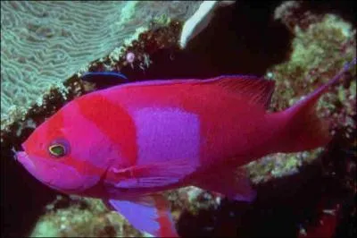 La mer est certes bleue, mais le monde sous-marin regorge de couleurs comme ce trs joli poisson rose. Les poissons les plus colors se trouvent dans quelles mers ?
