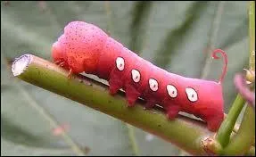 Non loin du papillon, il y a la chenille. En voici une tout  fait rose, qui est celle de l'Eumorpha pandorus, un papillon sphinx. Combien de temps en moyenne le papillon reste-t-il chenille avant d'entre en cocon et de se transformer ?