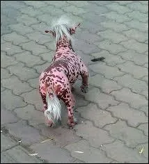 Cet animal est un chien rose, sans poils sur la majeure partie du corps, et tachet de brun. Quel est le pays d'origine de cette race appele  Chien ...  crte  ?