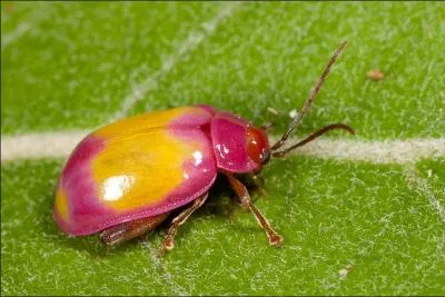 Ce merveilleux insecte, tout dor et rose, est un habitant qui reprsente bien son pays, le ... ?