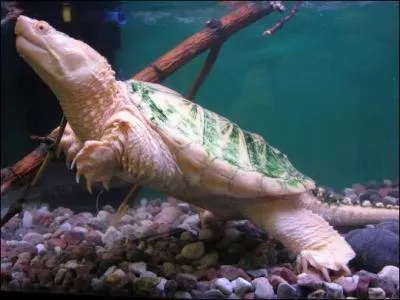 Cette tortue marine est rose nacre, car elle est albinos. Elle peut survivre en captivit. Quelle proposition est vraie concernant les tortues marines ?