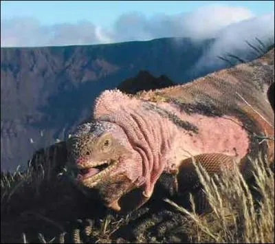 Mme chez les sauriens, le rose est de mise ! Voici un gros  lzard  rose de la famille des... ?