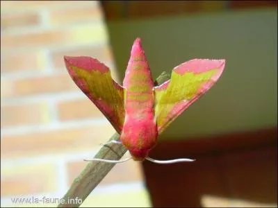 Ce papillon de nuit qui vit en Europe et en Asie, de petite taille (moins d'1 cm), porte deux splendides couleurs, le rose et le vert dor, qui sont tout  fait en rapport avec son nom. A votre avis, quel est-il ?