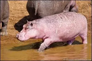 L'auriez-vous cru ? Voici un hippopotame rose, qui vit dans la rserve de Masa Mara au Kenya. Quelle est la raison de cette couleur inattendue pour cette espce, le roi du fleuve ?