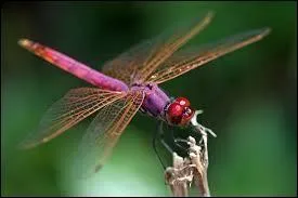 Voici une libellule toute rose, elle aussi. Cet insecte a des paires d'ailes indpendantes l'une de l'autre, ce qui lui confre un-des talents en vol que n'ont pas les autres insectes. Lequel ou lesquels ?