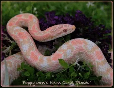 Mme chez les serpents, la nature s'amuse  placer des touches de roses. Il existe plusieurs varits de serpents roses, dont ce trs beau spcimen. Le spcialiste des serpents est appel... ?