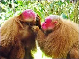 Ces singes roux prsentent un visage totalement rose, presque fuchsia. Ils vivent dans la fort amazonienne et se nomment... ?