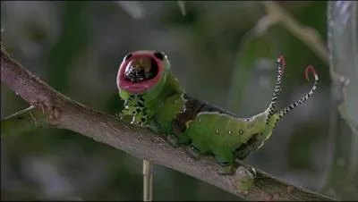 Regardez la pointe de rose du  bonnet  de cette chenille verte, rose qui orne aussi les pompons de sa queue, qui aurait pu inventer un tel vtement ? On aperoit cette chenille dans un film documentaire franais qui a eu un grand succs. Lequel ?