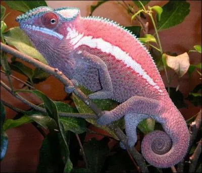 Nous sommes sur le site au camlon, en voici un de couleur rose, le furcifer ankaramy. Il porte aussi un charmant sobriquet, li  sa couleur. Lequel ?