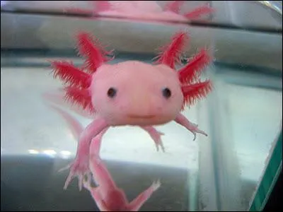 Cet extraordinaire animal exotique a une bouille extrmement sympathique et un air heureux que la couleur rose renforce encore. Connaissez-vous le nom de cet amricain ?
