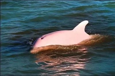 Vous ne rvez pas, il existe bel et bien des dauphins roses ! Sont-ils d'eau douce ou de mer ?