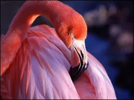 N'est-ce pas pure merveille de rose mtin de saumon que ce bel et grand oiseau, qui peut mesurer jusqu' 1, 45 m ? Quel est son nom ?