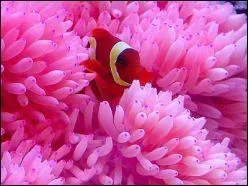 Les fonds marins regorgent de cet animal tellement beau qu'on le pense vgtal et fleur, qui prend les plus belles teintes, dont des roses varis et magnifiques. Quel est-il ?