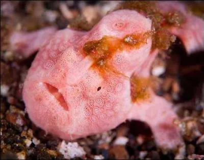 Ce drle de poisson tout rose, le poisson-grenouille, a l'art du camouflage, mais il a aussi une autre particularit rare, laquelle ?