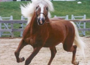 Quiz Les races des chevaux et des poneys