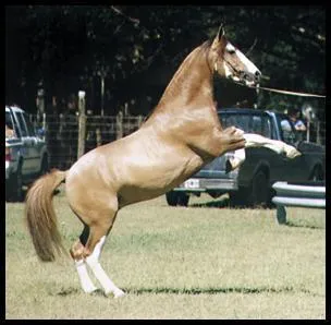 De quelle race suis-je ?