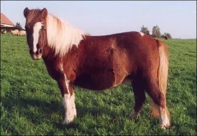 De quelle race suis-je ?