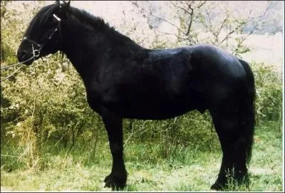 De quelle race suis-je ?