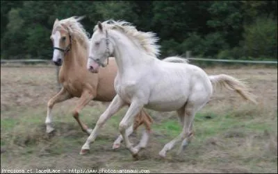 De quelle race somme-nous ?