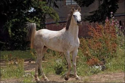 De quelle race suis-je ?