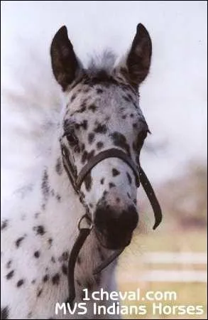 De quelle race suis-je ?