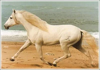 De quelle race suis-je ?