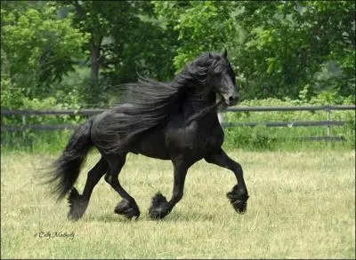 Voila ma race prfre, laquelle est-ce ?