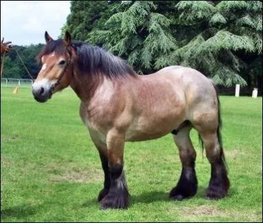 Quel est cette race de cheval de trait ?