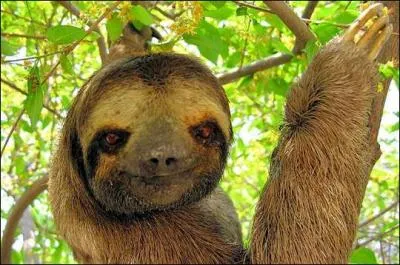 Durant cet t, il a fait ...