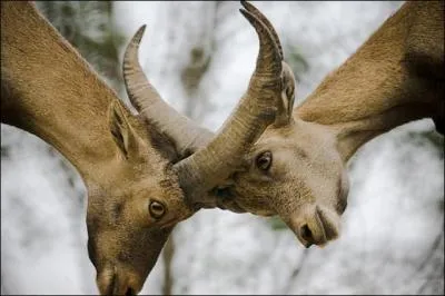 Sale, nglig, qui empeste !