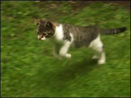 D'aprs vous, la vitesse maximale qu'un chat peut atteindre en courant est de :