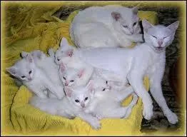 Dans une mme porte, combien de chatons peuvent avoir un pre diffrent ?