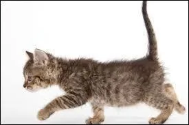 Les chats marchent sur leurs orteils :