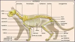Quels os de notre petit flin domestique ne sont pas relis aux autres :