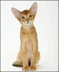 Pourquoi l'Abyssin est-il aussi appel  Bunny Cat  ?