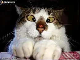 Les moustaches du chat lui servent  :