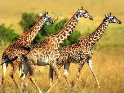 Les girafes mesurent environ ?