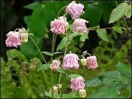 Cette fleur dlicate, dont les fleurs peuvent tre simples ou doubles, se distingue par des ptales en pointes effiles, comme des perons. Son nom est potique. Il s'agit... ?