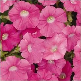 Cette fleur aux vastes clochettes a un feuillage rduit et poilu, un peu collant. Il s'agit... ?