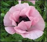 La grce de ces fleurs est extraordinaire, leur corolle ressemble aux plus fins et somptueux tutus des danseuses toiles. Quelle est cette fleur ?