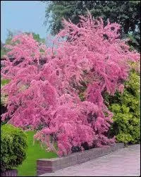 Cet arbre de plumetis rose fut clbr par l'crivain Colette notamment. Quel est son nom ?