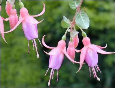 Cette plante  clochettes retombantes a une floraison abondante, dans toutes les teintes de rouge  rose. C'est ?