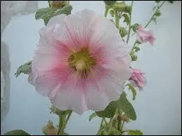 On la rencontre encore dans les jardins, o on la repre par sa trs haute taille. Quelle est cette plante champtre  trs grosses fleurs ?