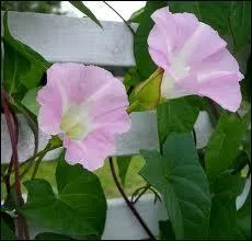 Humbles clochettes trs parfumes, ces petitesfleurs sont autant rampantes que grimpantes. On l'appelle... ?